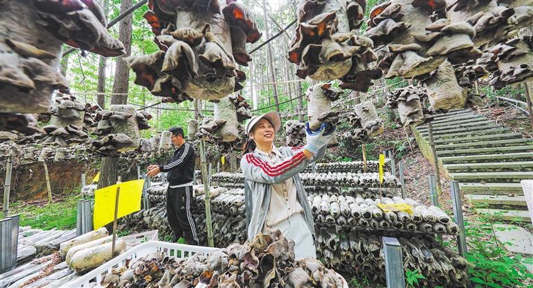 量发展产业调研】林下生金不朽情缘正规网站【高质(图2)